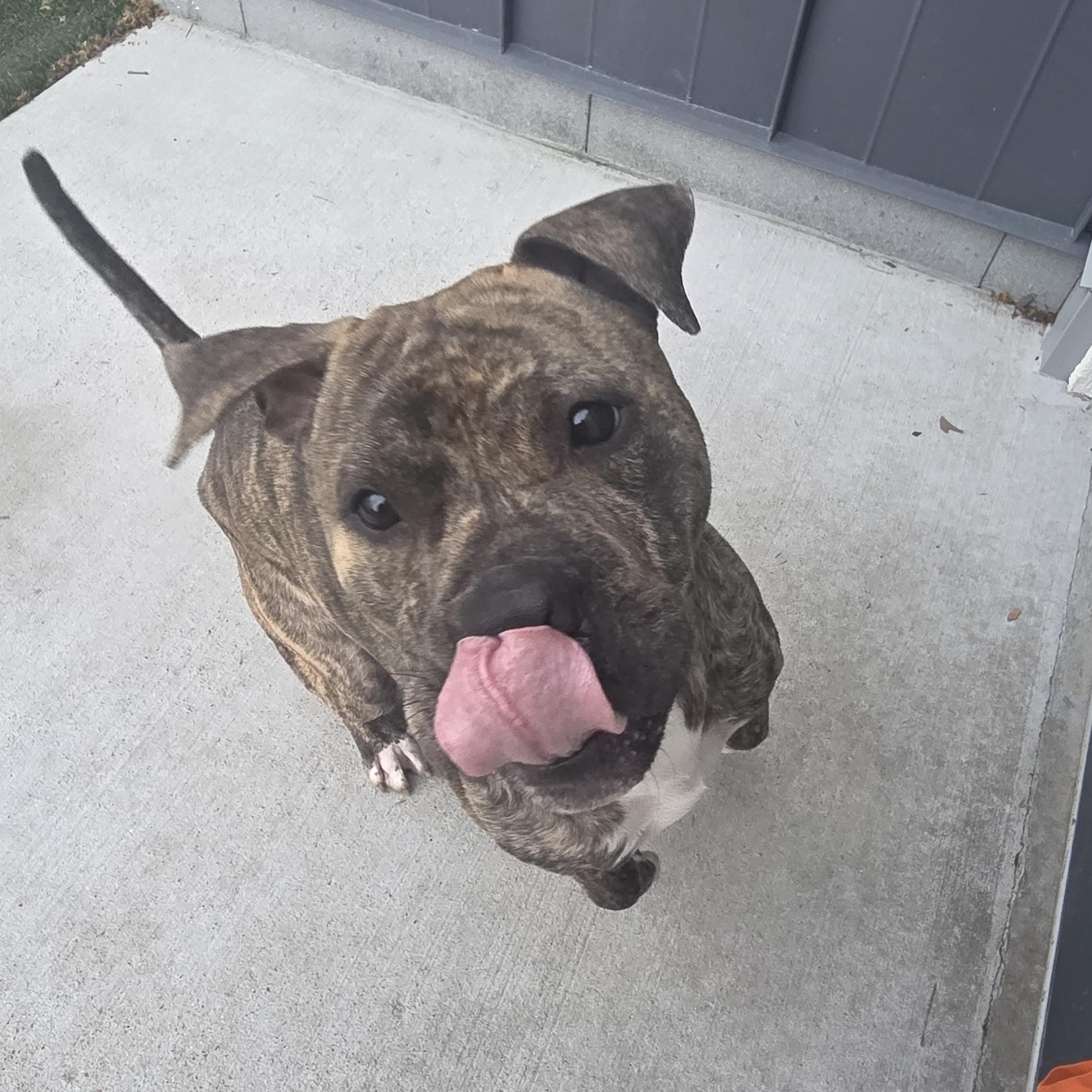 Enlarge Dwight, a ADOPTABLE mixed breed in Hillsboro, MO image 3/5