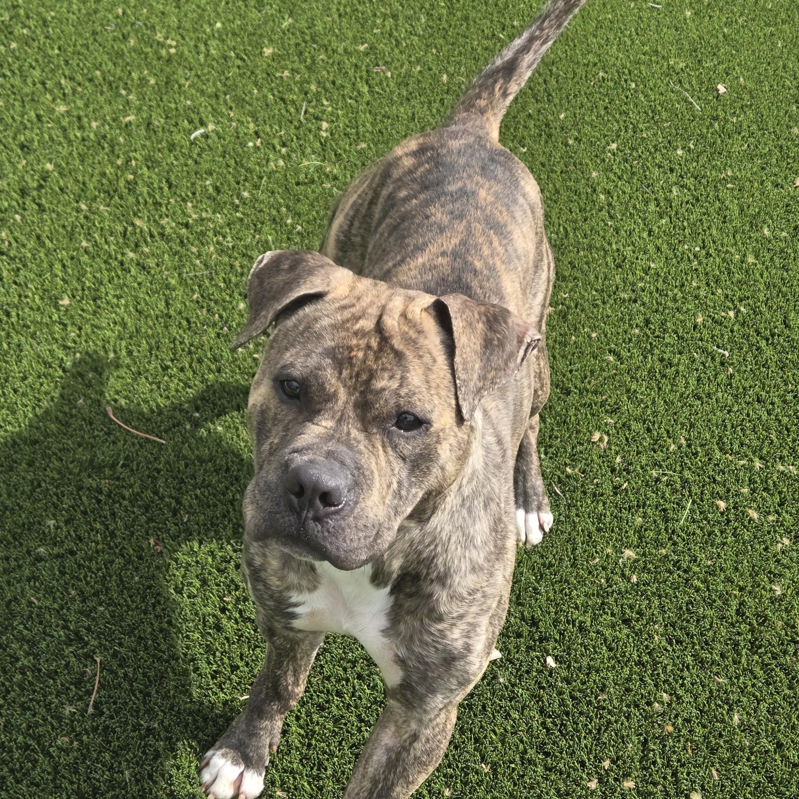 Enlarge Dwight, a ADOPTABLE mixed breed in Hillsboro, MO image 5/5