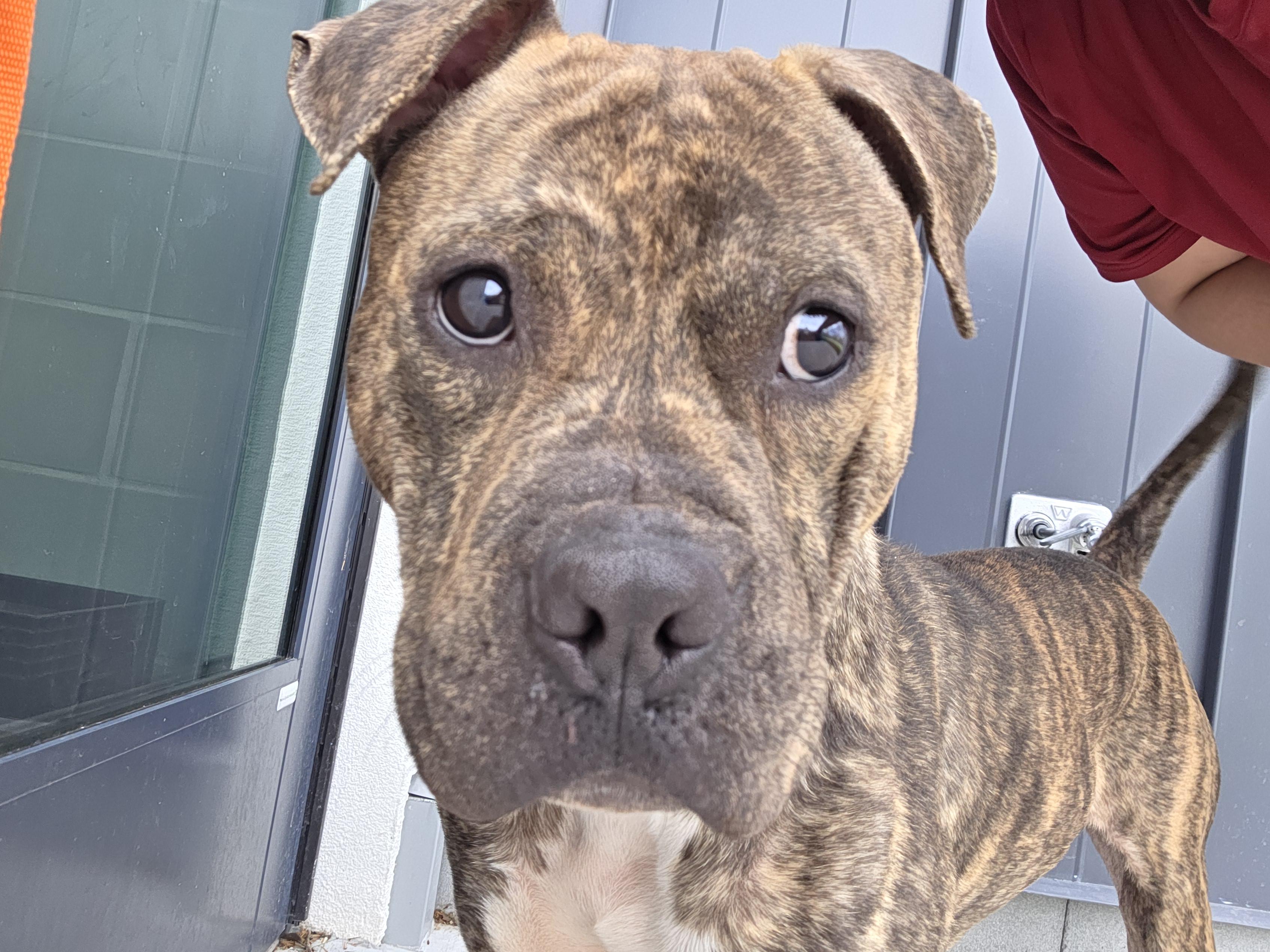 Enlarge Dwight, a ADOPTABLE mixed breed in Hillsboro, MO image 1/5