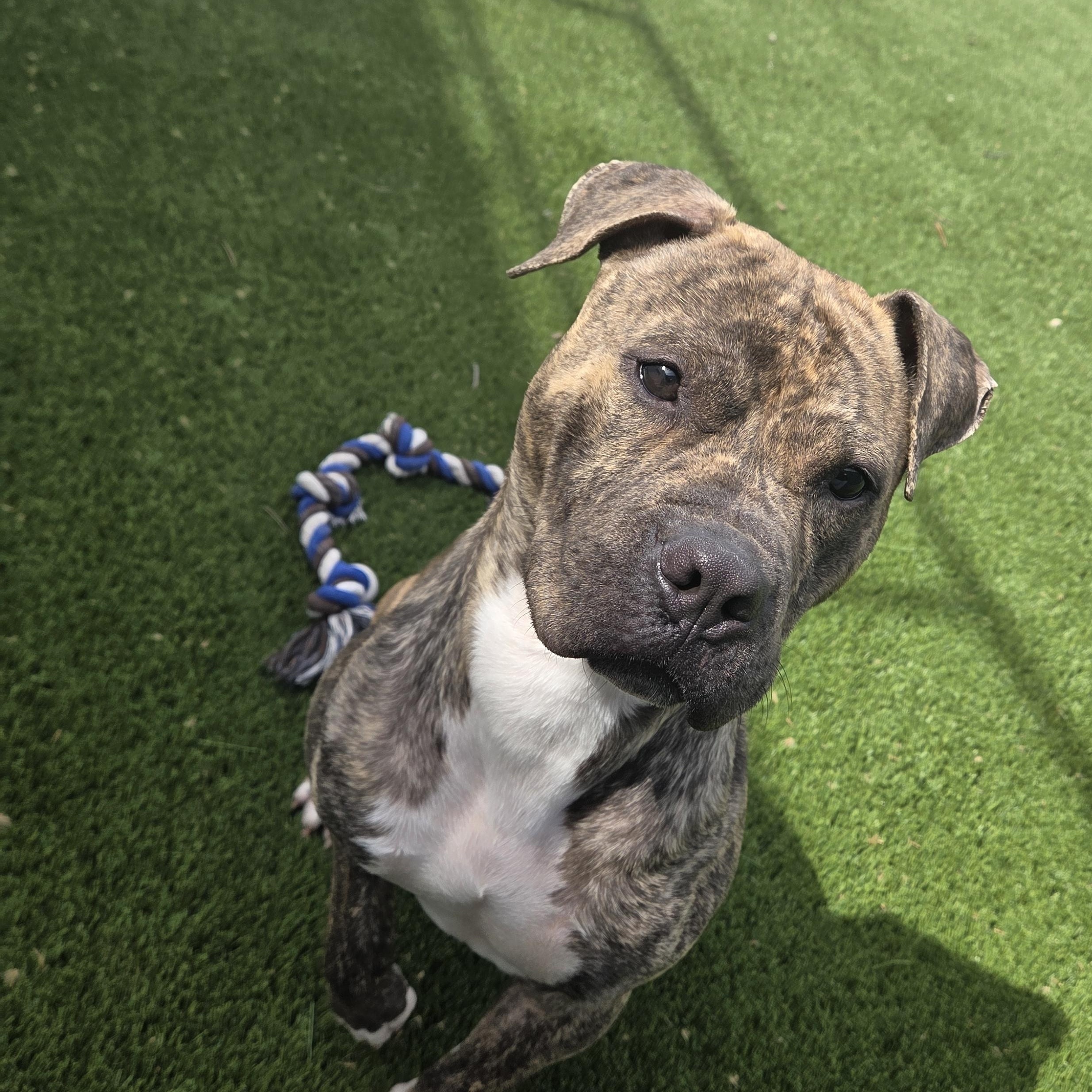 Enlarge Dwight, a ADOPTABLE mixed breed in Hillsboro, MO image 2/5