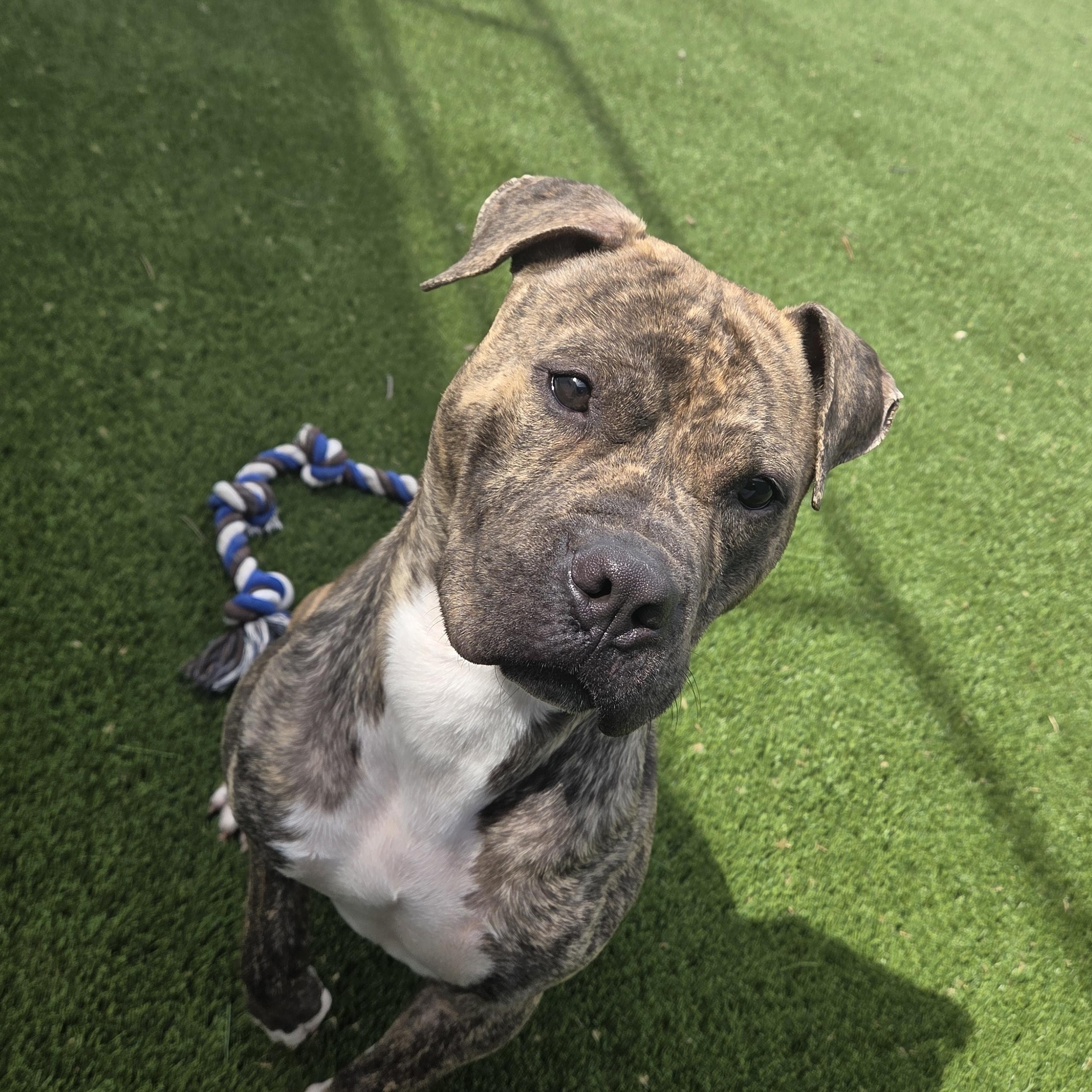 Enlarge Dwight, a ADOPTABLE mixed breed in Hillsboro, MO image 4/5