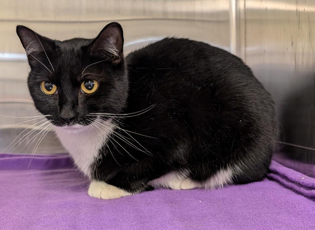 Enlarge Kitty, a Adoptable mixed breed in Havre, MT image 1/1