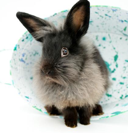 Boba is baby bunny brilliance!   NEUTERED TOO