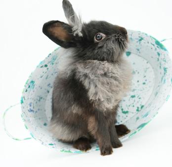Boba is baby bunny brilliance!   NEUTERED TOO