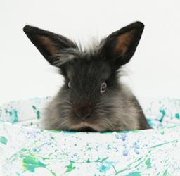 Boba is baby bunny brilliance!   NEUTERED TOO