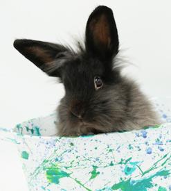 Boba is baby bunny brilliance!   NEUTERED TOO
