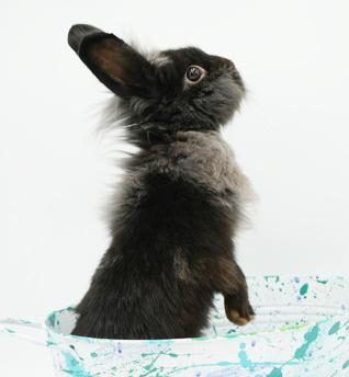 Boba is baby bunny brilliance!   NEUTERED TOO