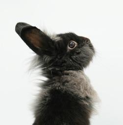 Boba is baby bunny brilliance!   NEUTERED TOO