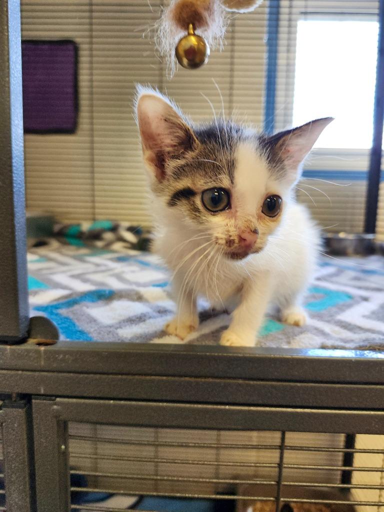 Asher, Adoptable, Kitten Female Domestic Short Hair.