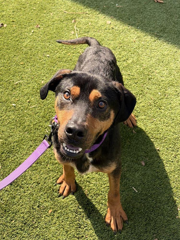 Enlarge Colt, a Adoptable Mixed Breed in Alexandria, VA image 1/2