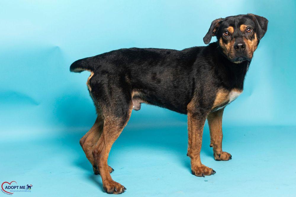 Enlarge Colt, a Adoptable Mixed Breed in Alexandria, VA image 2/2