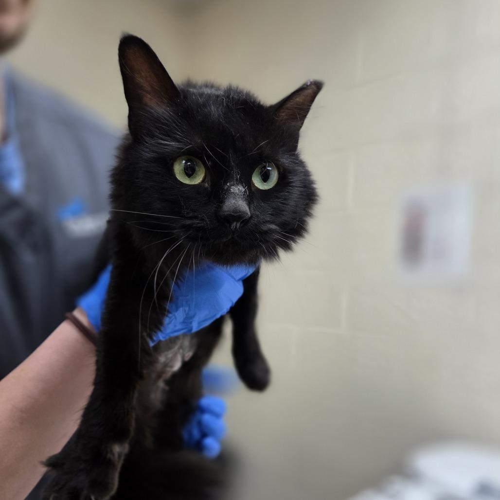 Katerina, Adoptable, Adult Female Domestic Medium Hair.