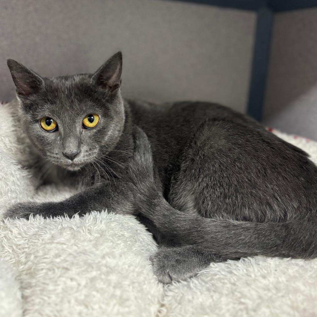Bean, Adoptable, Young Female Domestic Short Hair.