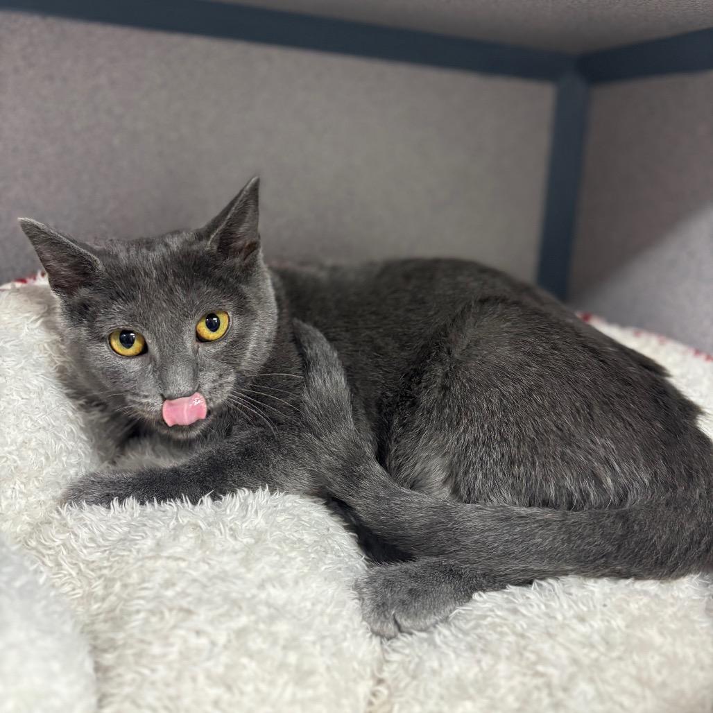 Enlarge Bean, a Adoptable Domestic Short Hair in Marshalltown, IA image 2/4