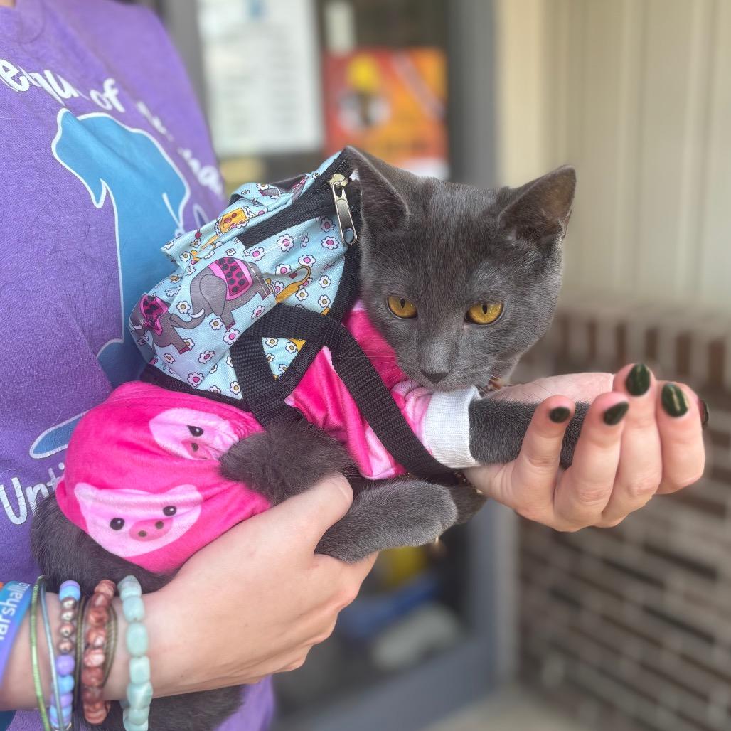 Enlarge Bean, a Adoptable Domestic Short Hair in Marshalltown, IA image 3/4