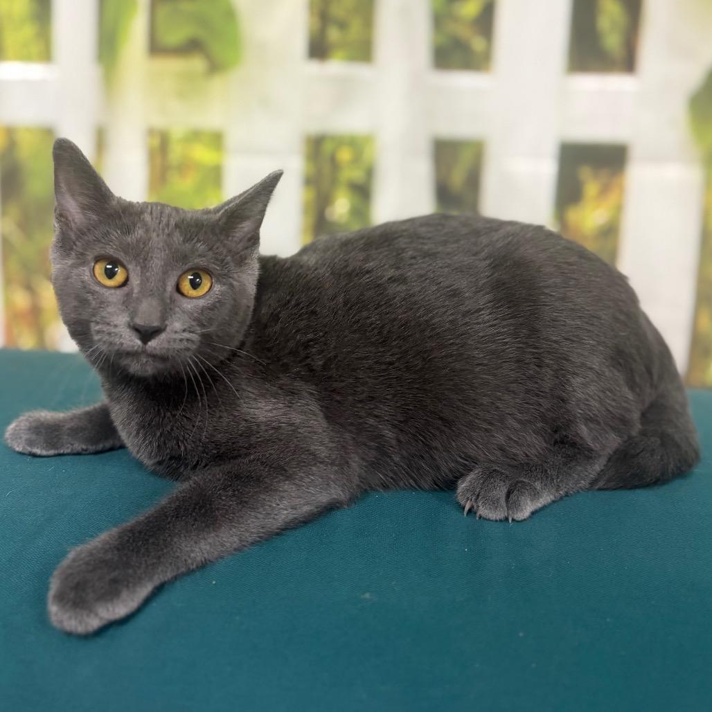 Enlarge Bean, a Adoptable Domestic Short Hair in Marshalltown, IA image 4/4