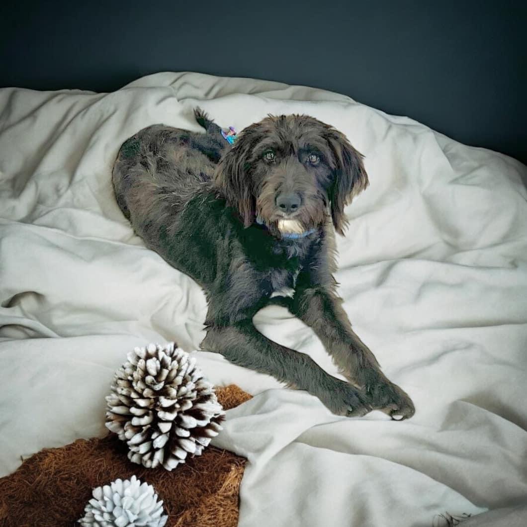 Dog for adoption Molly, a Labradoodle in South Amboy, NJ Petfinder