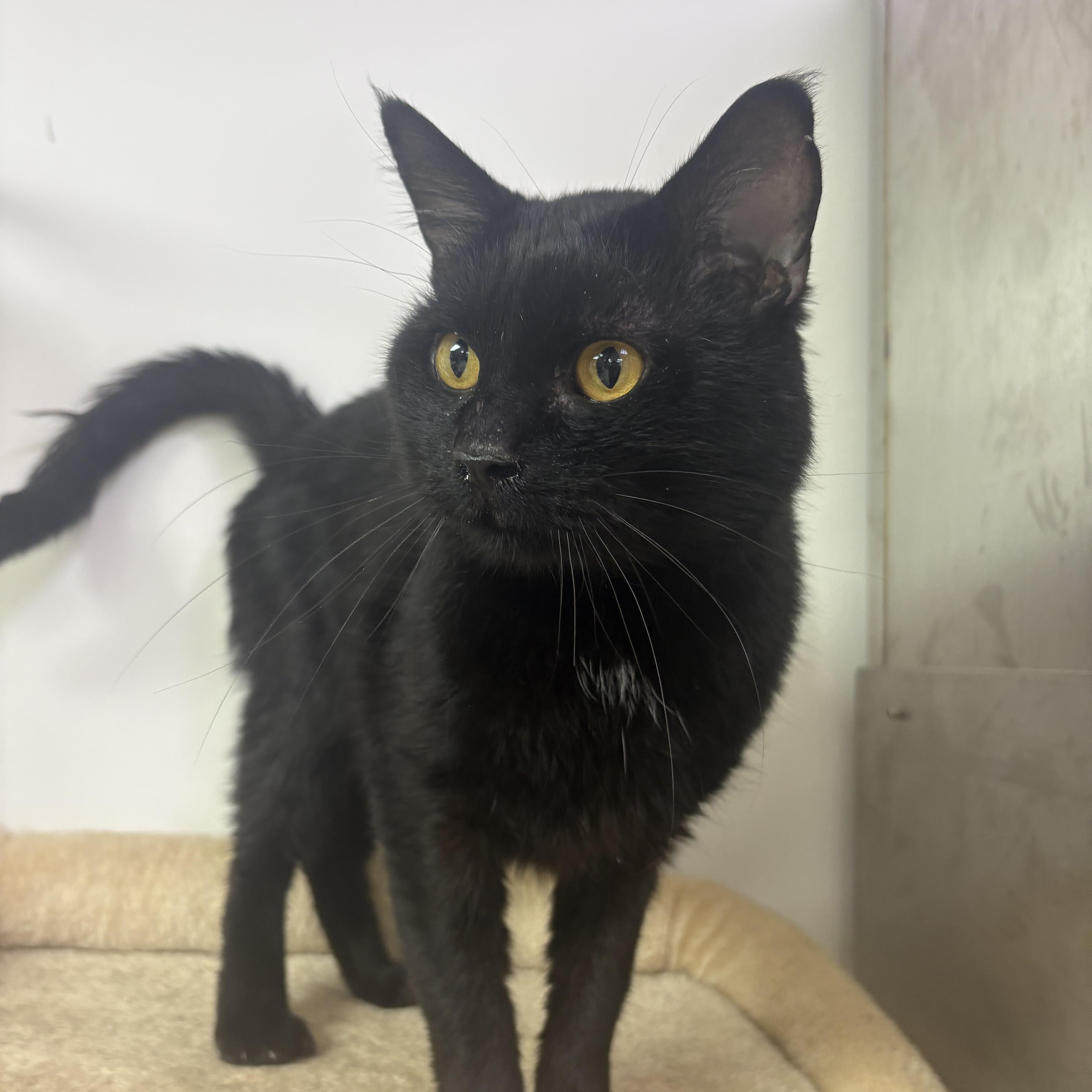 Enlarge Bentley, a Adoptable Domestic Short Hair in Blue Springs, MO image 1/2