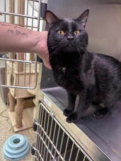Enlarge Bentley, a Adoptable Domestic Short Hair in Blue Springs, MO image 2/2