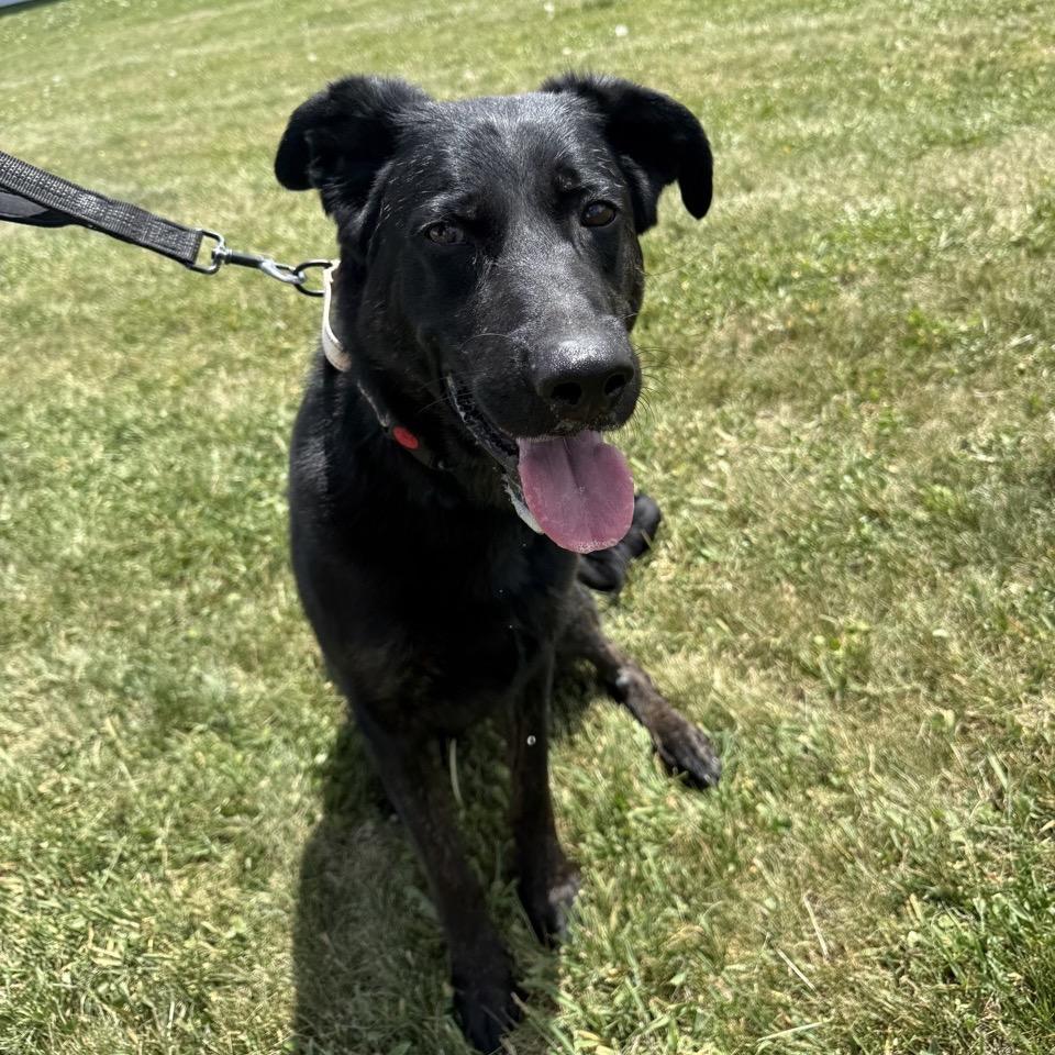 Kilo, Adoptable, Adult Male German Shepherd Dog & Golden Retriever.