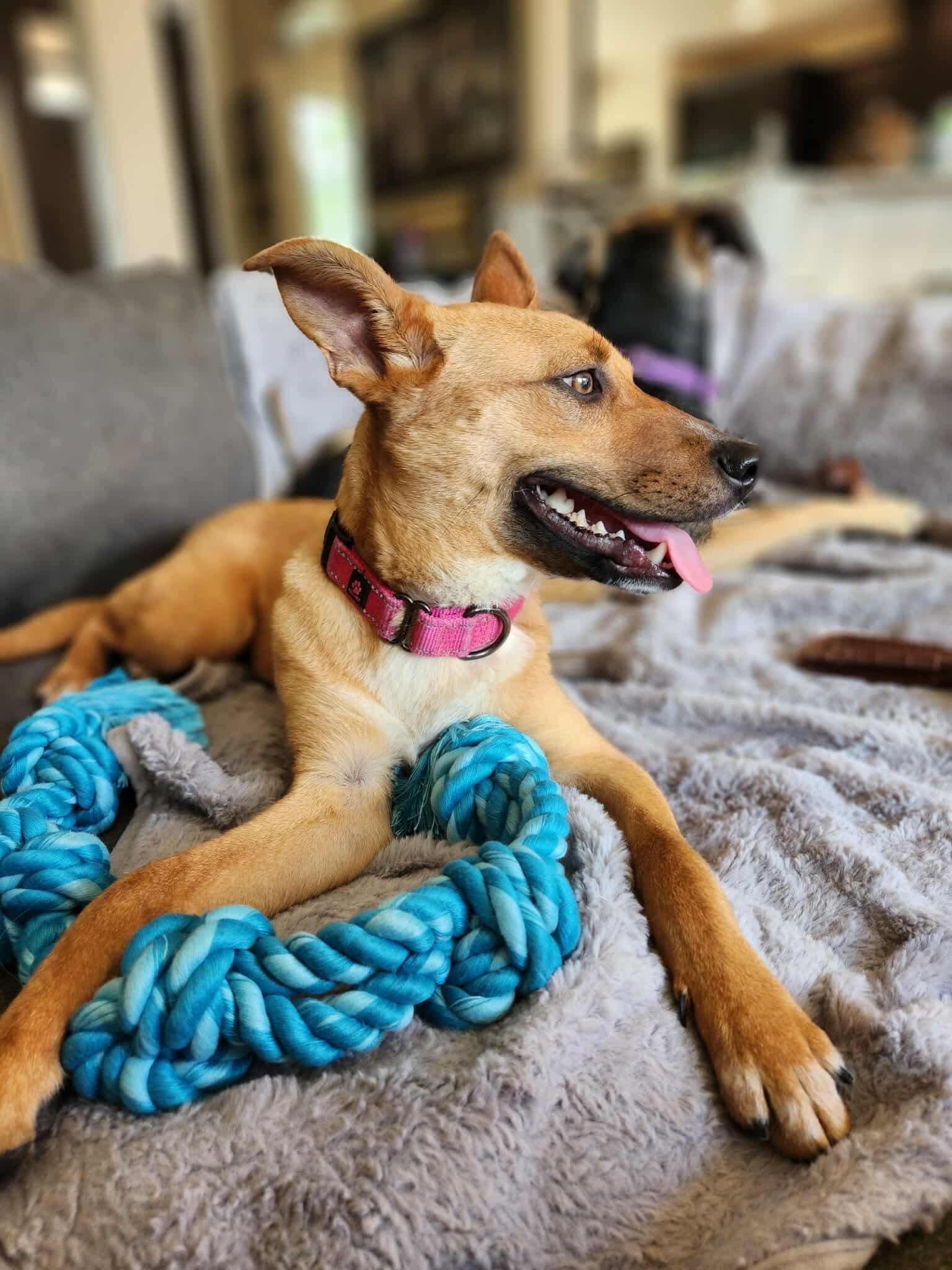 Goldie, an adoptable Mixed Breed in Wilsall, MT, 59086 | Photo Image 2