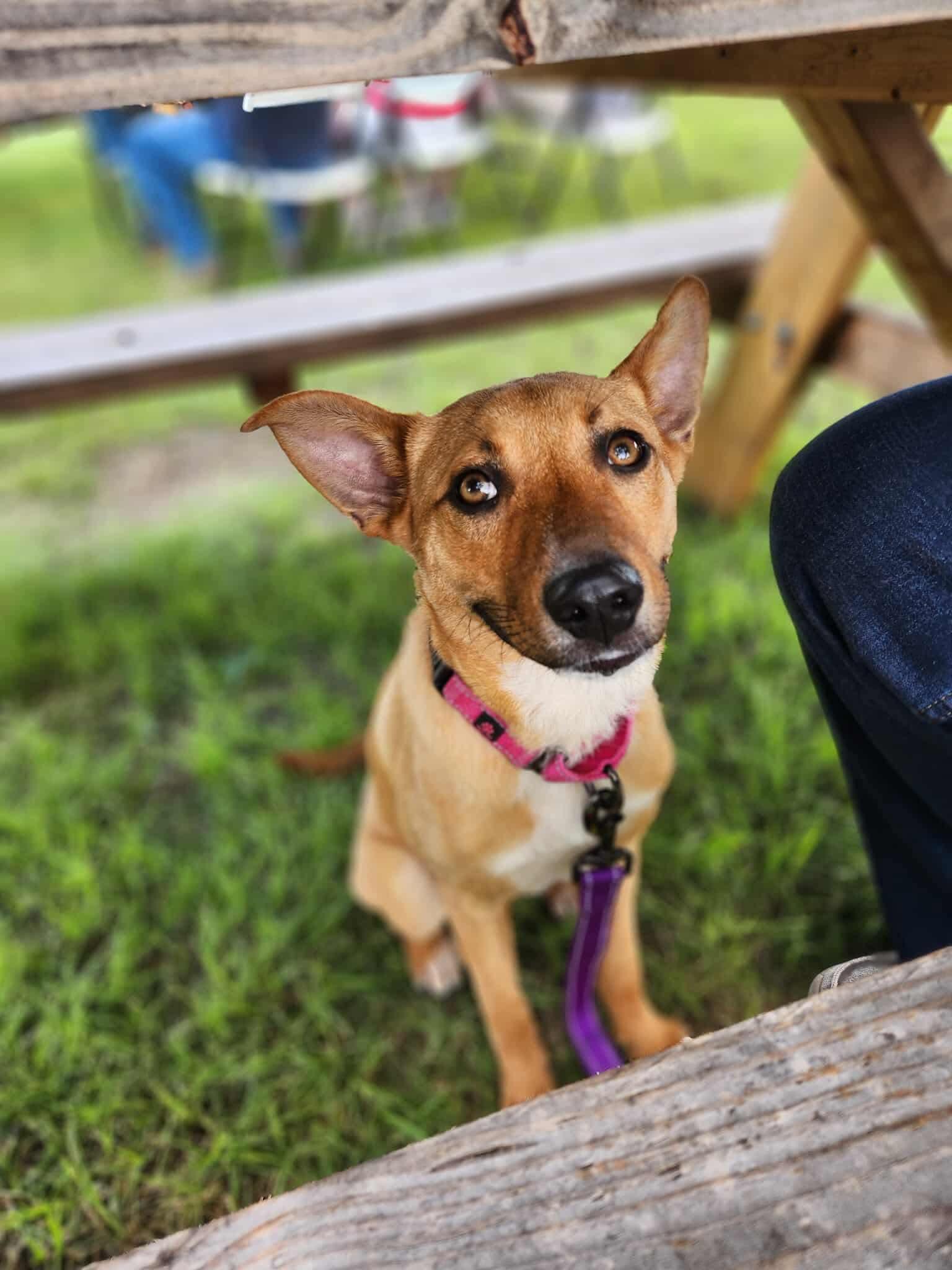 Goldie, an adoptable Mixed Breed in Wilsall, MT, 59086 | Photo Image 3