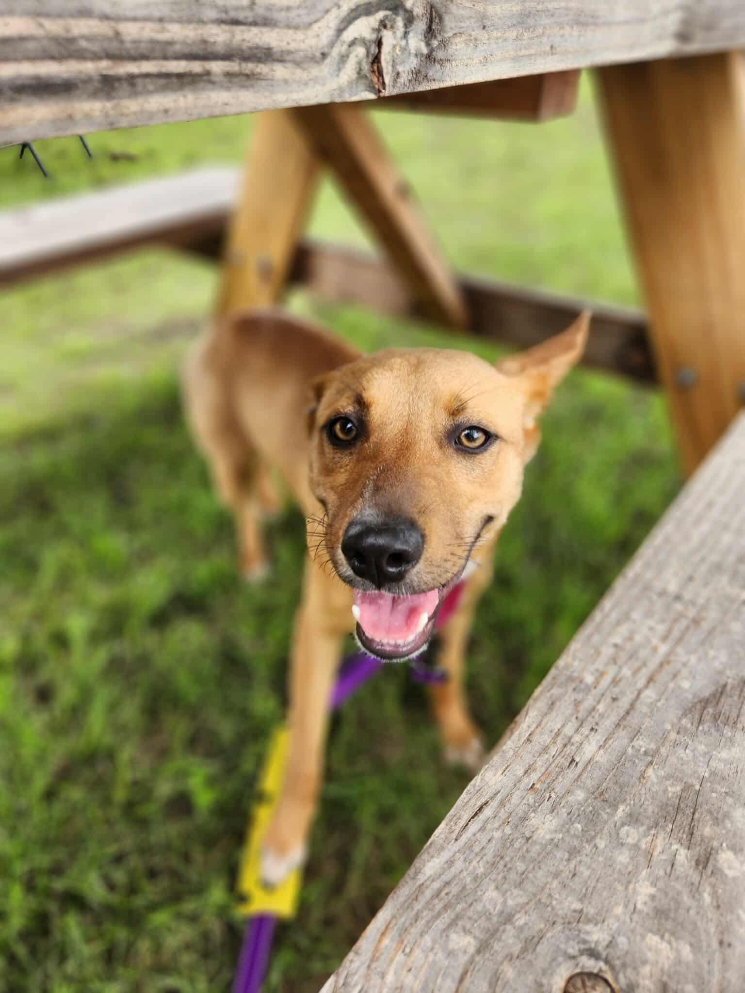 Goldie, an adoptable Mixed Breed in Wilsall, MT, 59086 | Photo Image 1