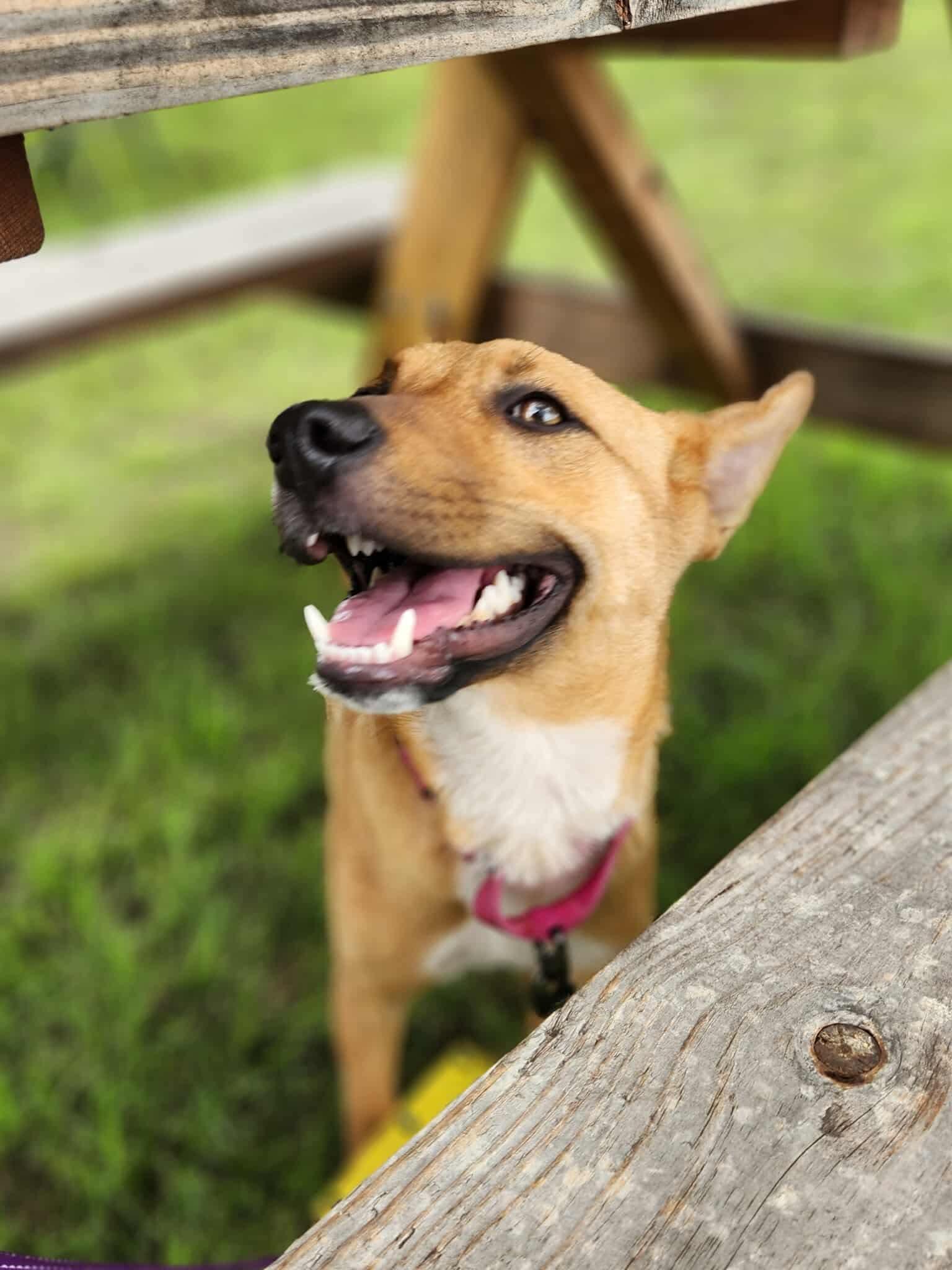 Goldie, an adoptable Mixed Breed in Wilsall, MT, 59086 | Photo Image 5