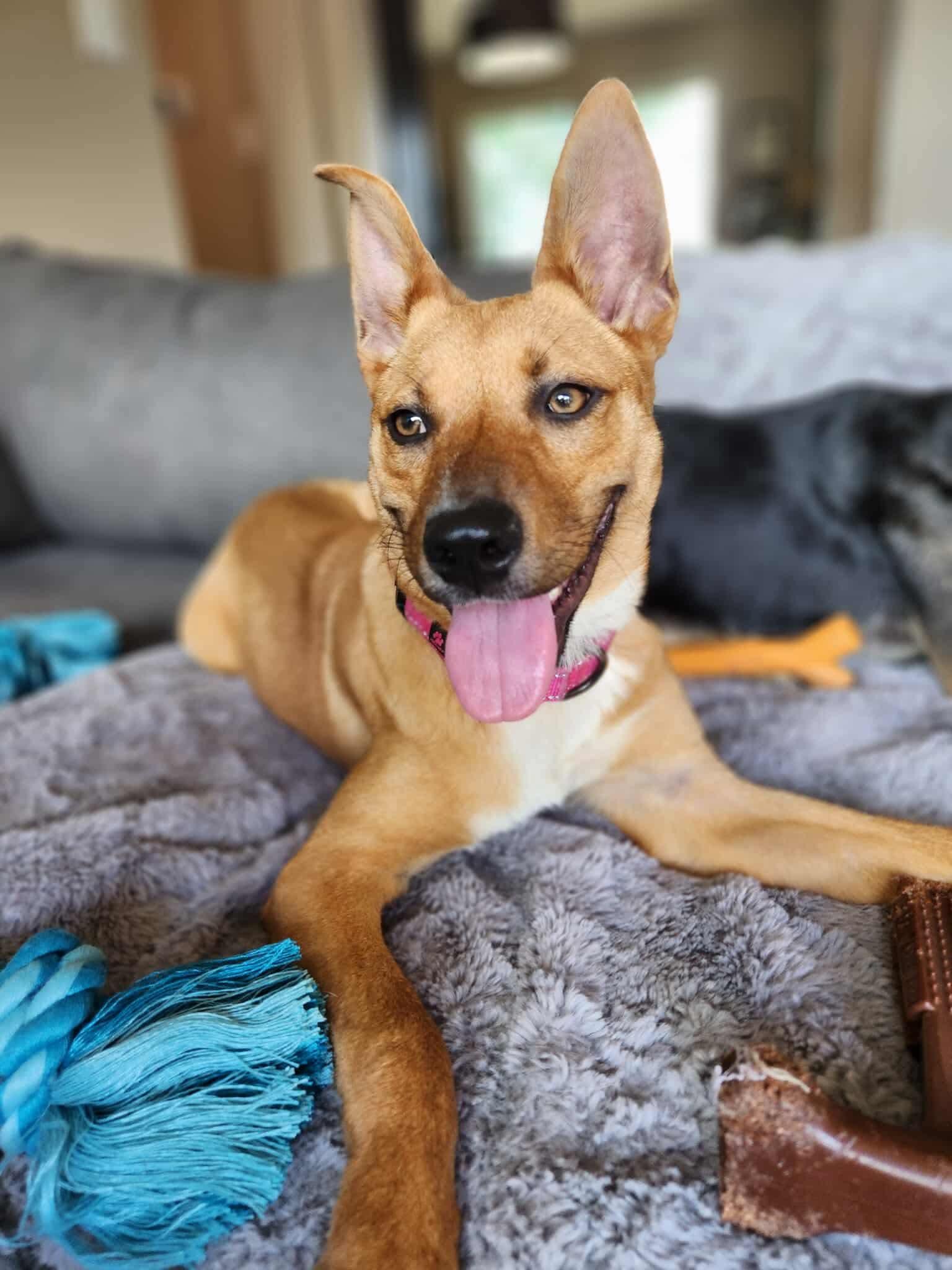 Goldie, an adoptable Mixed Breed in Wilsall, MT, 59086 | Photo Image 6