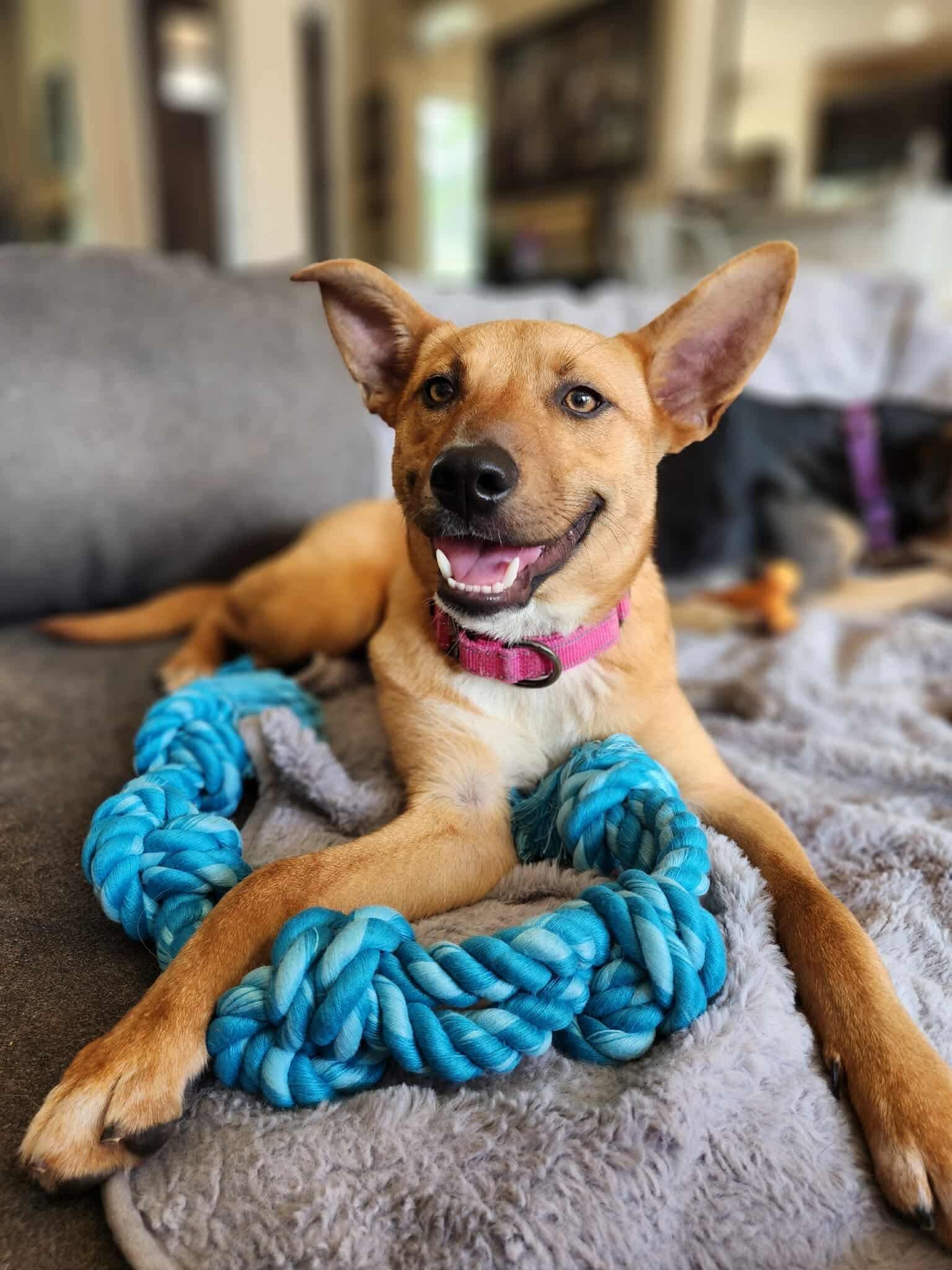 Goldie, an adoptable Mixed Breed in Wilsall, MT, 59086 | Photo Image 4
