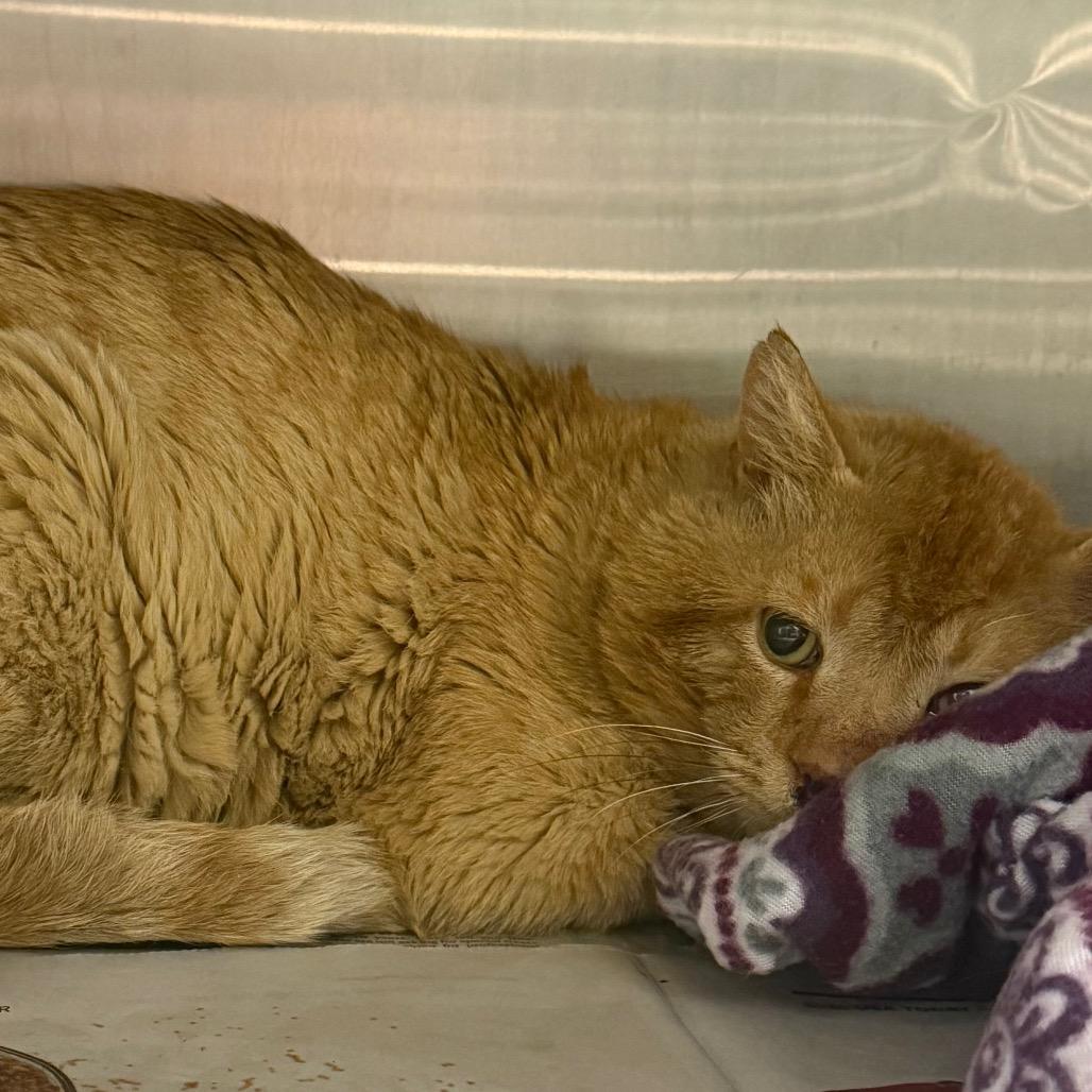 Erik, Adoptable, Adult Male Domestic Short Hair.