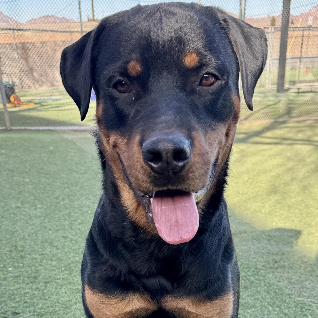 Enlarge Rocky Rocko, a Adoptable Rottweiler in Henderson, NV image 1/3