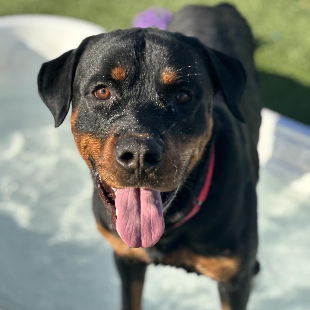 Enlarge Rocky Rocko, a Adoptable Rottweiler in Henderson, NV image 2/3