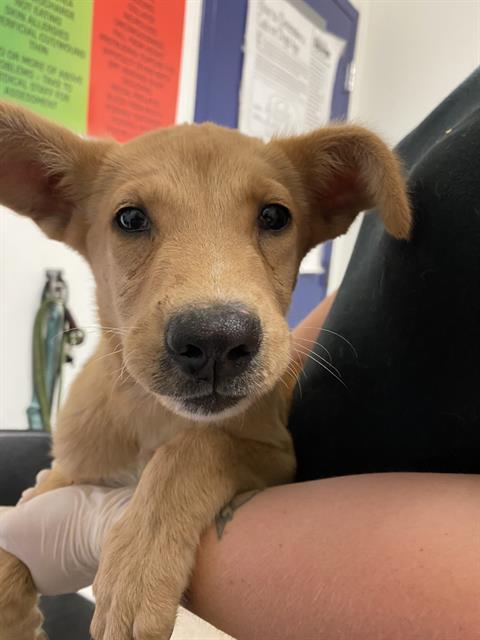 Peaches - In foster. Needs forever home., ADOPTABLE, Puppy Female Shepherd.