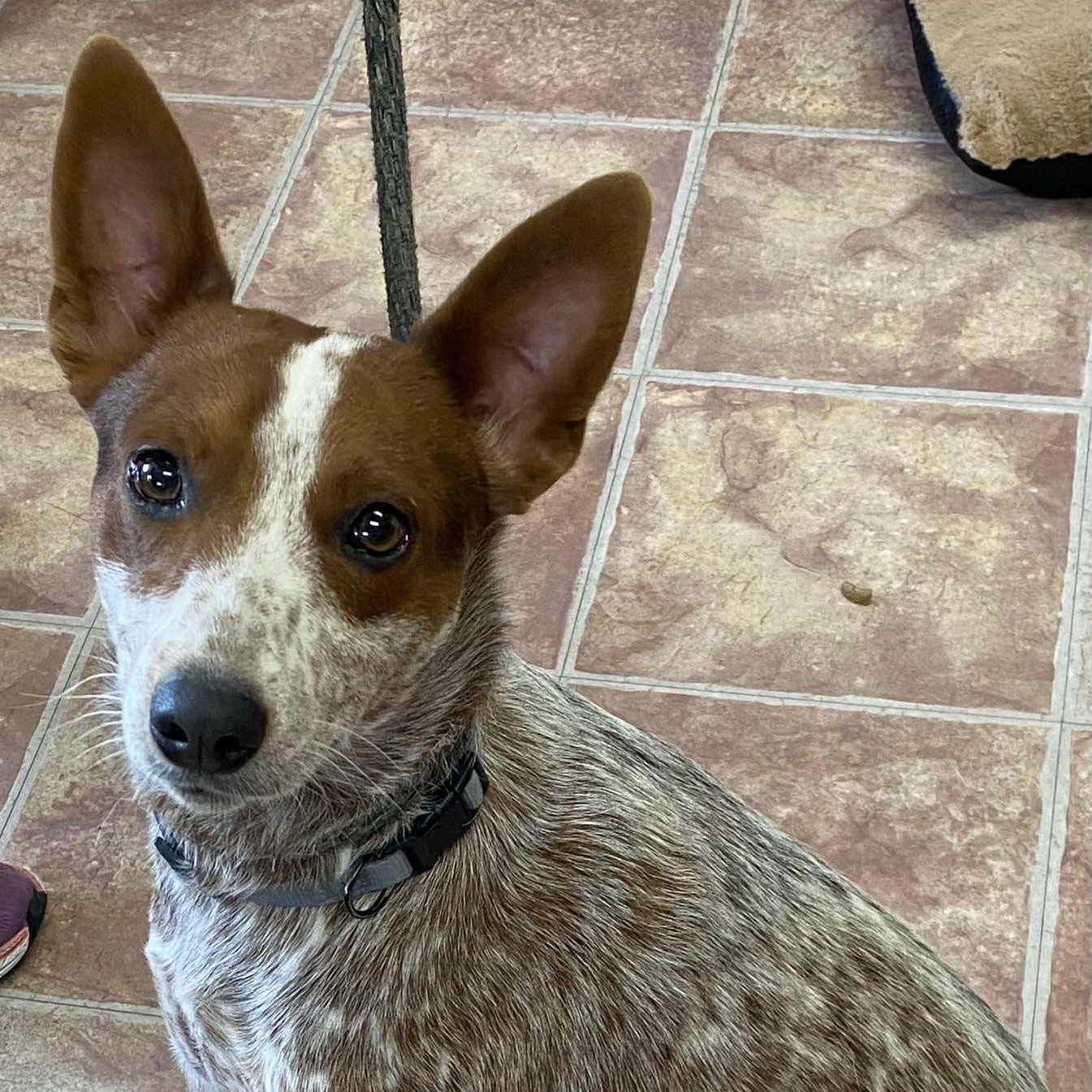Merle, ADOPTABLE, Puppy Male Border Terrier & Australian Cattle Dog / Blue Heeler.