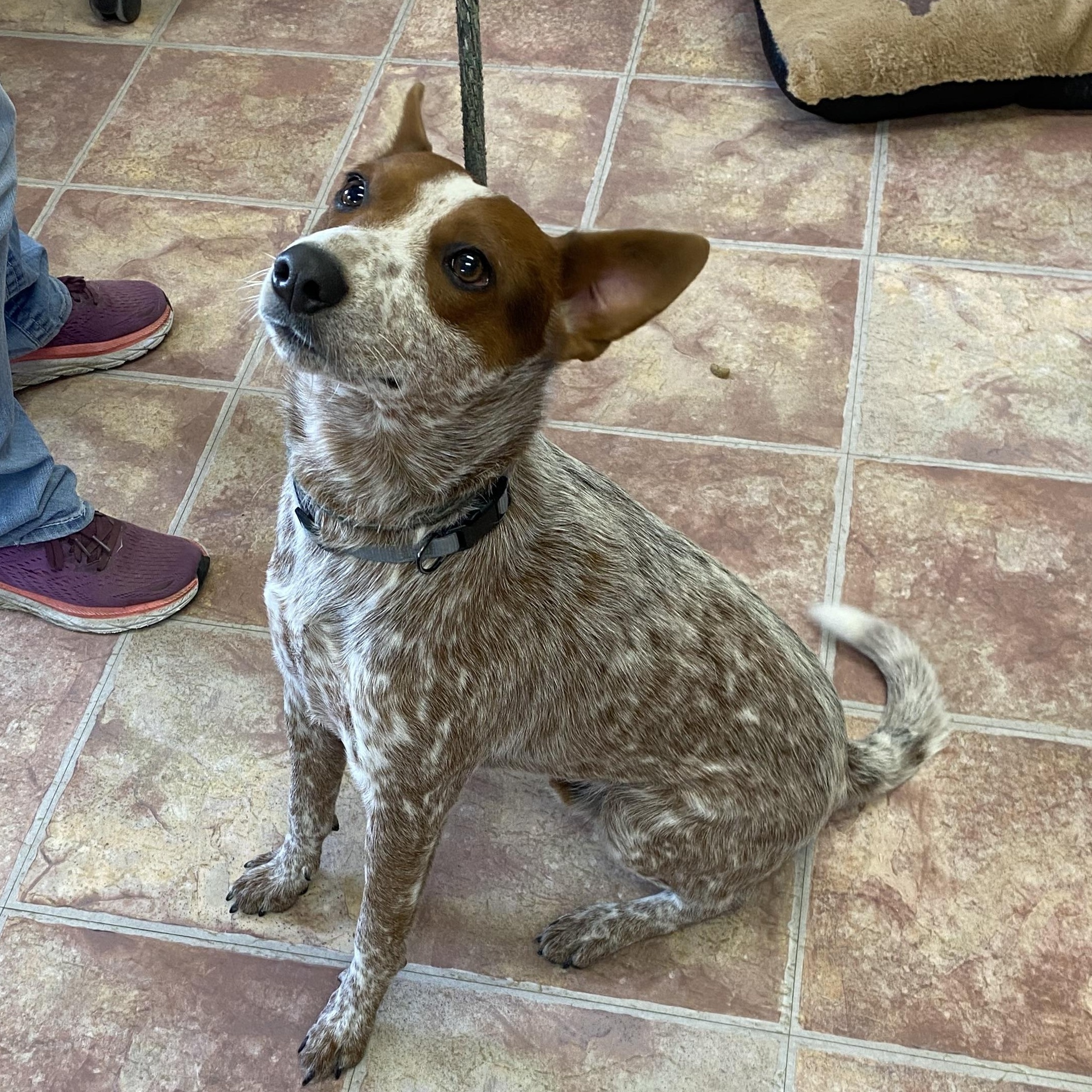 Merle, a ADOPTABLE mixed breed in Choteau, MT image 2/2