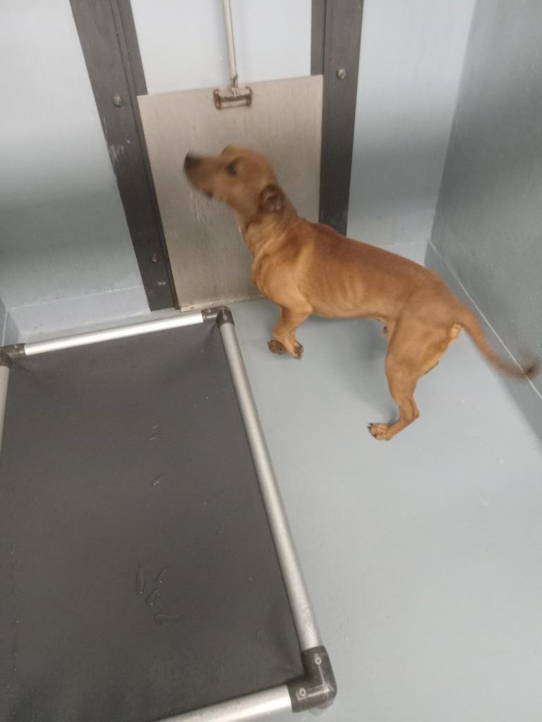 Enlarge Rhino, a Adoptable mixed breed in Cartersville , GA image 1/1