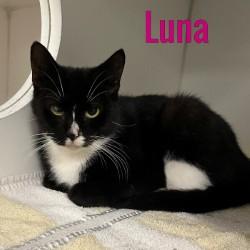 Luna, Adoptable, Adult Female Domestic Short Hair.