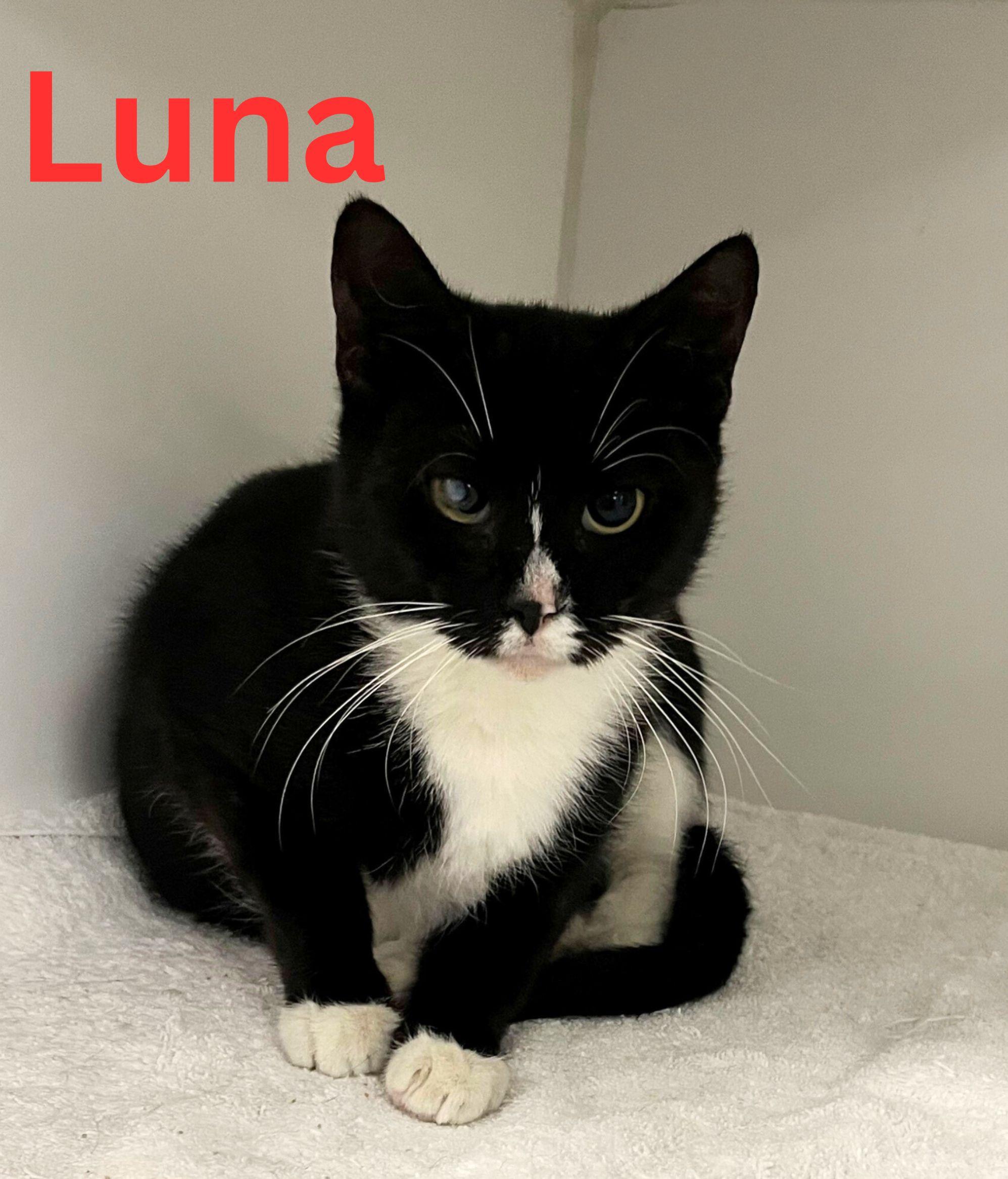 Luna, a Adoptable Domestic Short Hair in Pleasantville, NJ image 2/2
