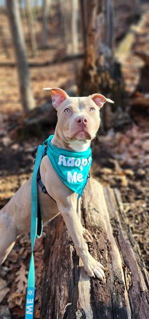 PERIWINKLE, Adoptable, Young Female Pit Bull Terrier & Mixed Breed.