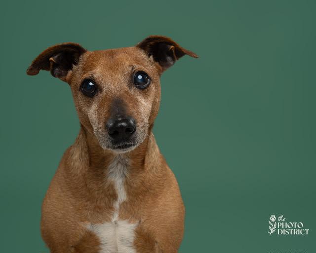 Enlarge Peanut, a ADOPTABLE mixed breed in Wilmington, NC image 2/6