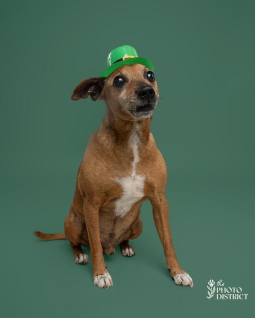 Enlarge Peanut, a ADOPTABLE mixed breed in Wilmington, NC image 5/6
