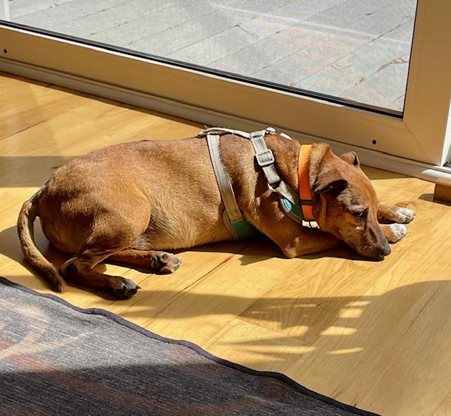 Enlarge Peanut, a ADOPTABLE mixed breed in Wilmington, NC image 4/6