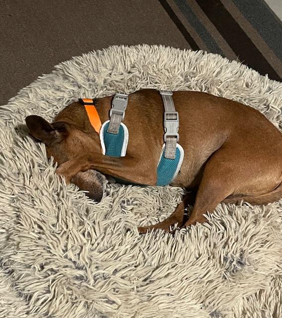 Enlarge Peanut, a ADOPTABLE mixed breed in Wilmington, NC image 6/6