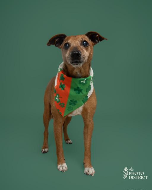 Enlarge Peanut, a ADOPTABLE mixed breed in Wilmington, NC image 1/6