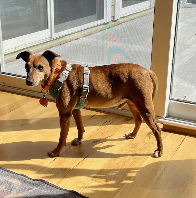 Enlarge Peanut, a ADOPTABLE mixed breed in Wilmington, NC image 3/6