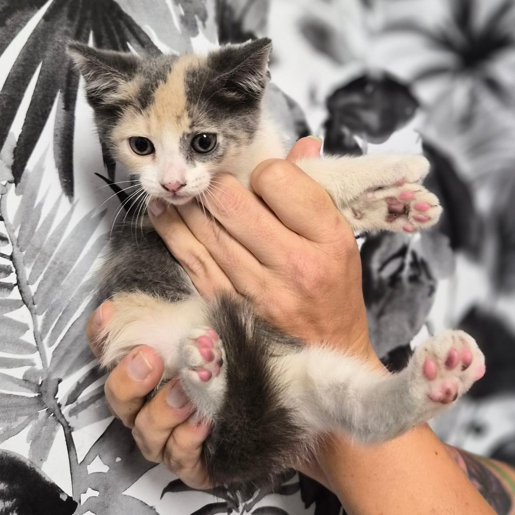 Crystal, Adoptable, Kitten Female Domestic Short Hair.