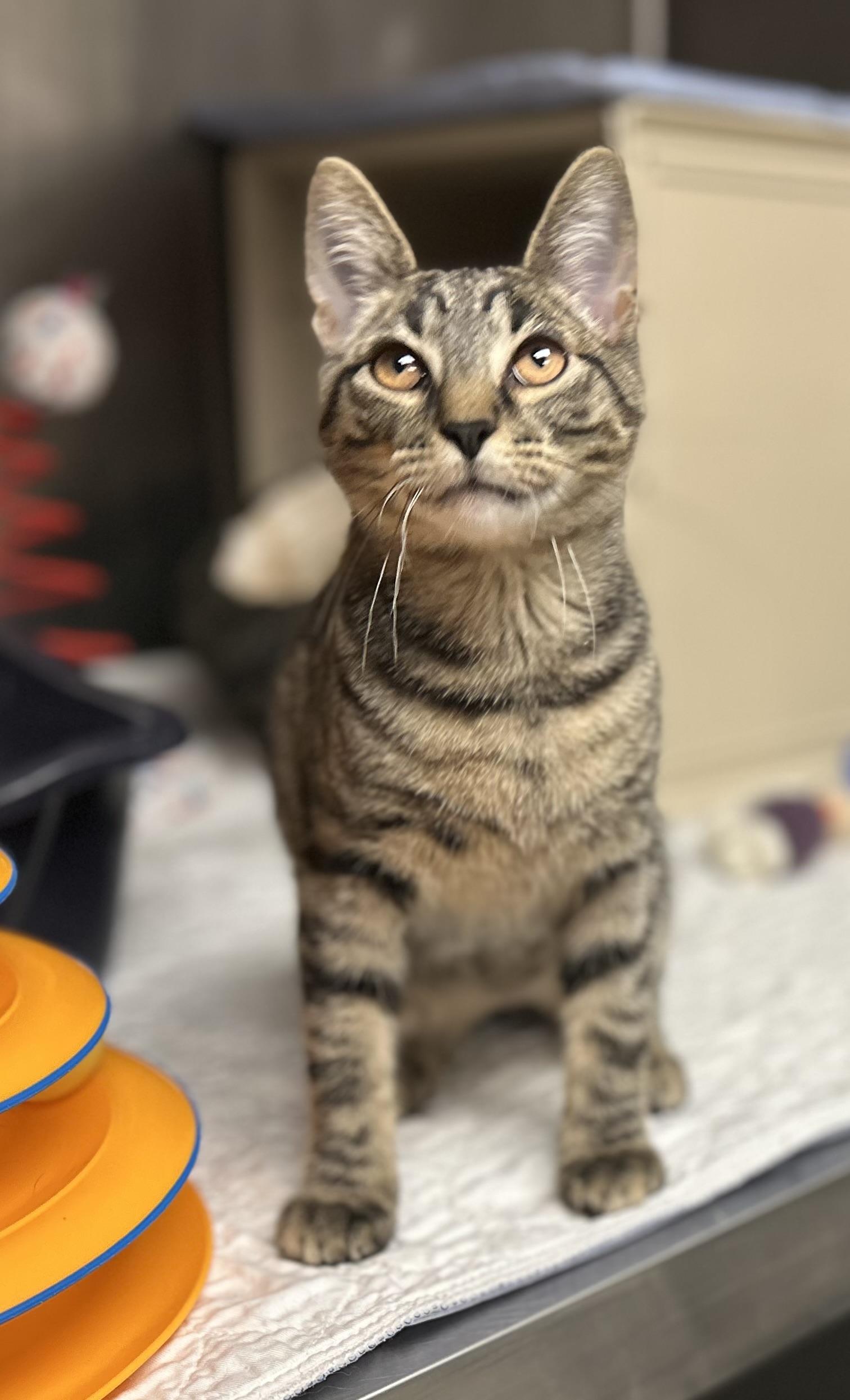 Peanut