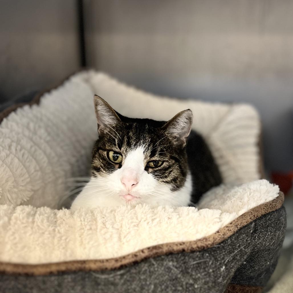 Edwin, Adoptable, Senior Male Domestic Short Hair.