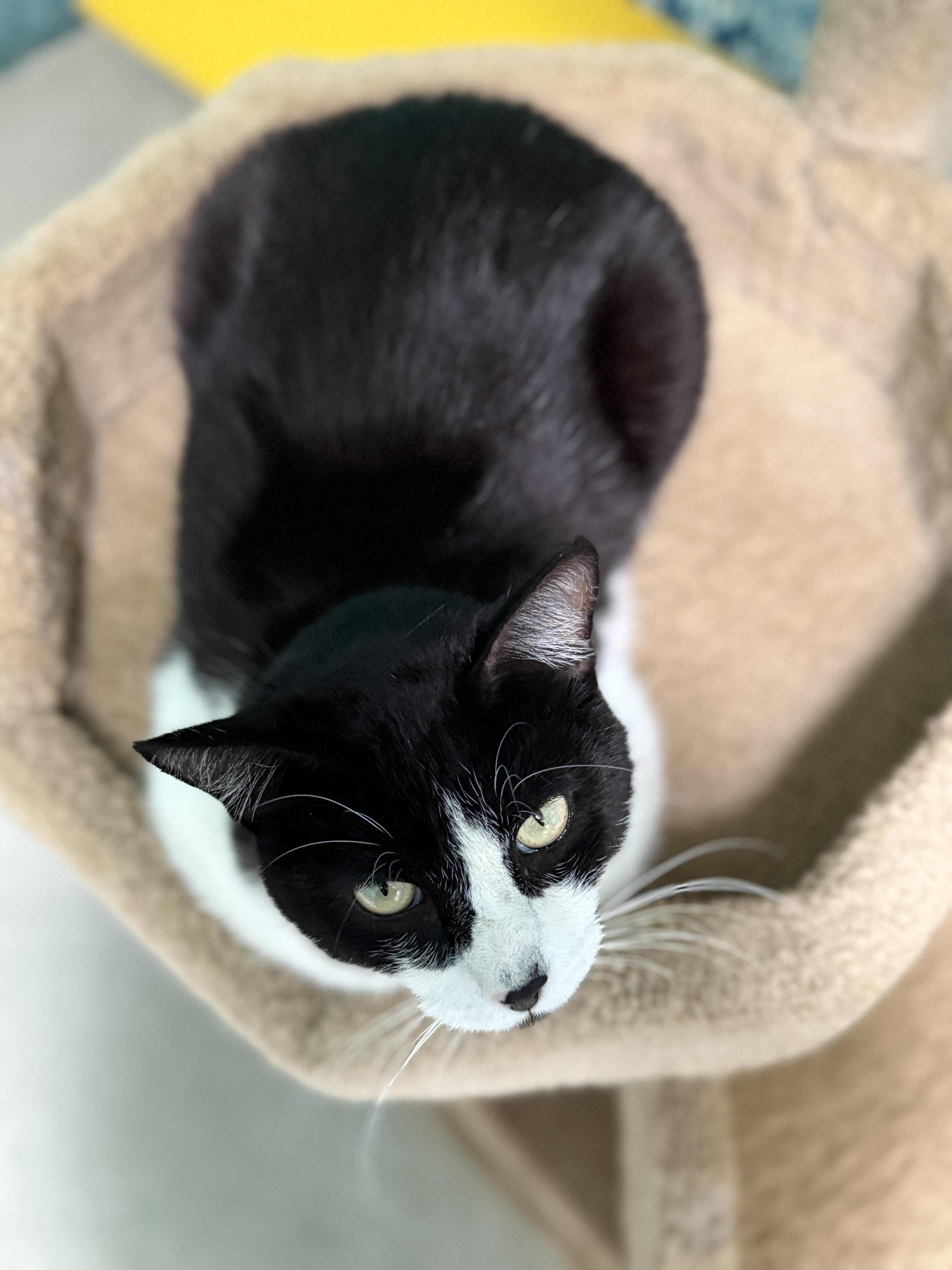 Enlarge Garfunkle, a Adoptable Domestic Short Hair in Newport Beach, CA image 5/6
